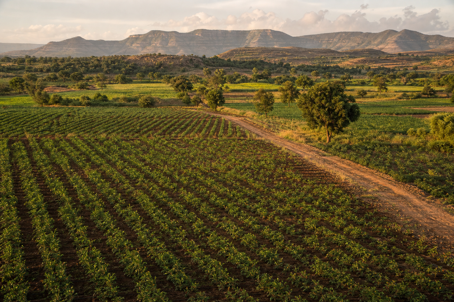Farmland, Palghar